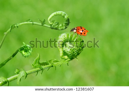 Fern and lady bug, isolated on green background