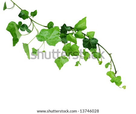 Ivy vine isolated on white background