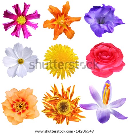 Set Of Flowers In Different Shapes And Colors Isolated On White Stock ...