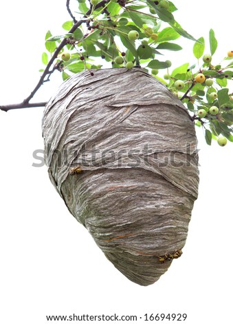 Beehive hanging over a cherry branch isolated on white