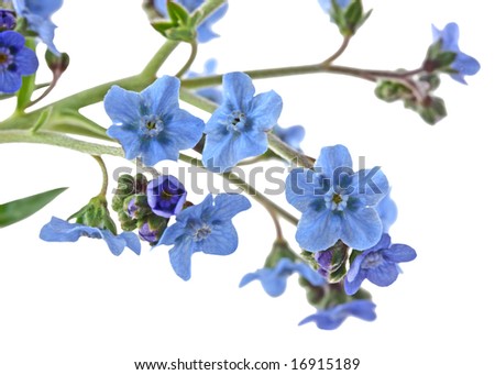 Branch of forget me not flowers isolated on white