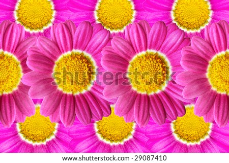 Set of pink daisy flowers for floral background