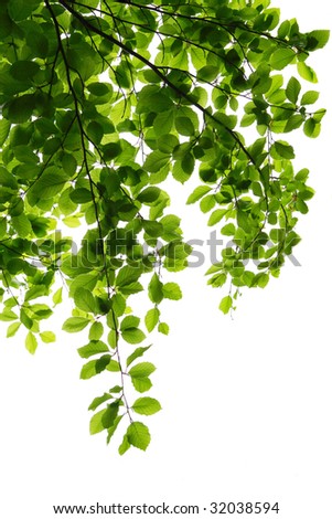 Elm leaves on branch isolated on white background