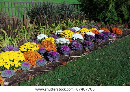Colorful flower garden with ornamental kale, chrysanthemum, fox tail grass