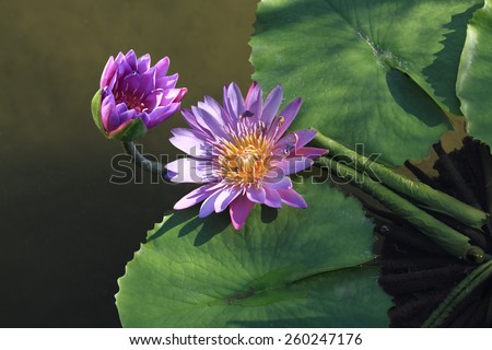 Waterlily flower plant in the swamp summer time