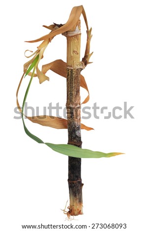 Dying lucky bamboo (Dracaena sanderiana) plant isolated on white background