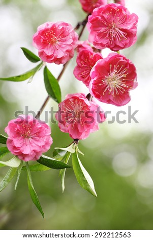 Beautiful cherry blossom flower in the spring time