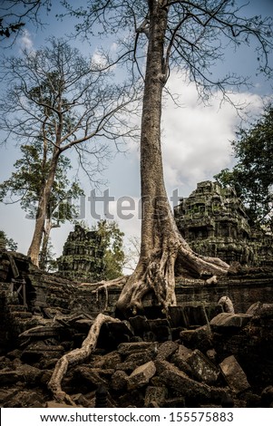 Trees roots growing over Angkor Wat Ruins, Cambodia, Asia. Tradition, Culture and Religion.