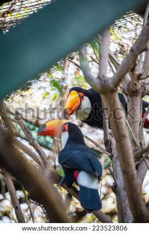 Beautiful Couple of Tucan birds at the Zoo. Colorful Animal.