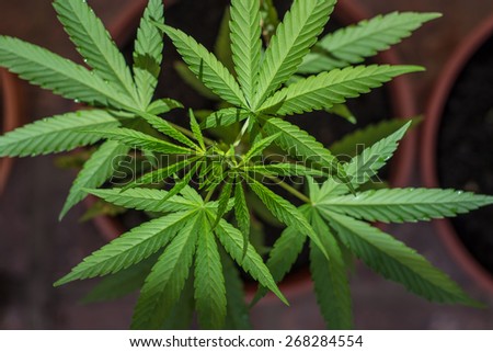 Farming Marijuana plants, home plants. Green Drug.
