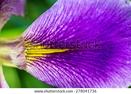 Leading lines with detail. Beautiful Flower Macro shot.