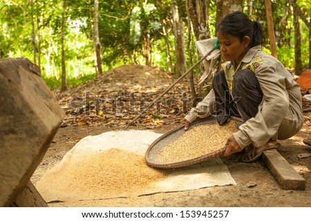 BERDUT, MALAYSIA - APR 8: Unidentified women Orang Asli thresh rice to remove chaff on Apr 8, 2013 in Berdut, Malaysia. More than 76% of all Orang Asli live below the poverty line.