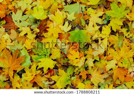 Similar – Image, Stock Photo red maple leaves covered with hoarfrost lie on a meadow