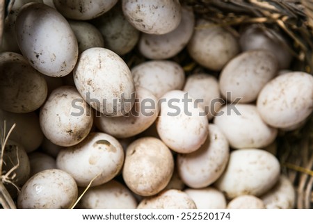 Shoot closeup fresh duck eggs in bucket