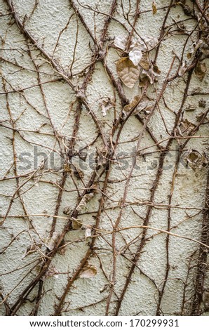 creeper on weathered brick wall / abstract grungy background / wall plant