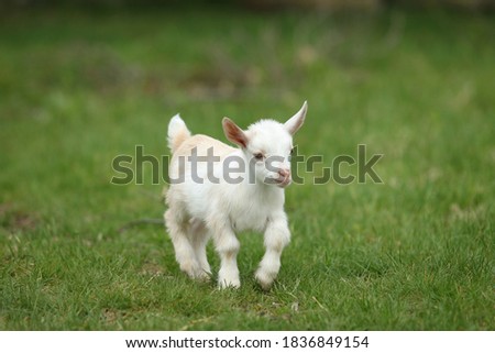 Similar – Image, Stock Photo Young goat Goats Animal