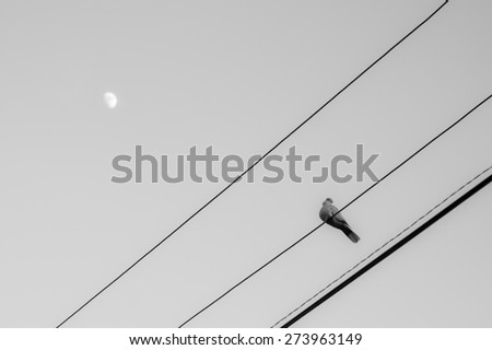 Dove on the wires in the moonlight