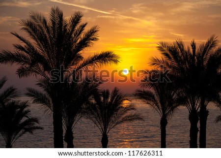 The sun rising over palm trees and the Red Sea, South Sinai, Egypt.