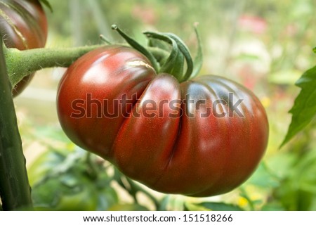 Closeup of a heritage Black Russian tomato on the vine