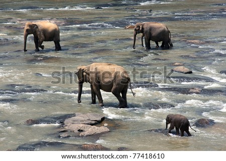 Indian elephants in a river, Pinnawela elephant orphanage, Sri Lanka