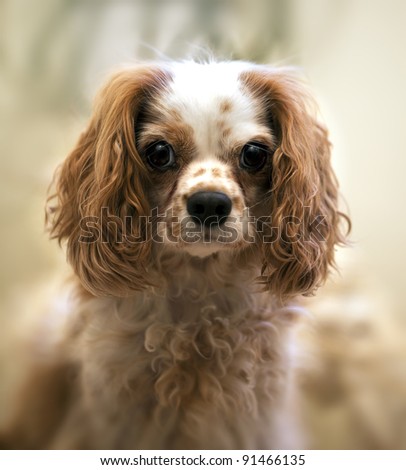 Portrait of a Cavalier King Charles Spaniel. Intentional shallow depth of field with focus on eye.