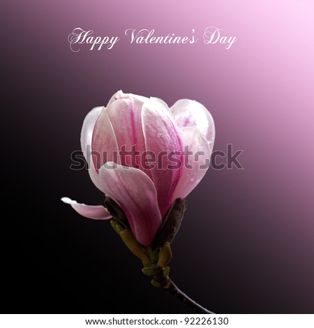 A Valentine Card with a single magnolia bloom isolated on gradient pink and black background. Happy Valentine Day message.