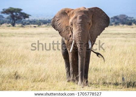 Bull elephant, loxodonta africana, in the grasslands of Amboseli National Park, Kenya. Front view. 