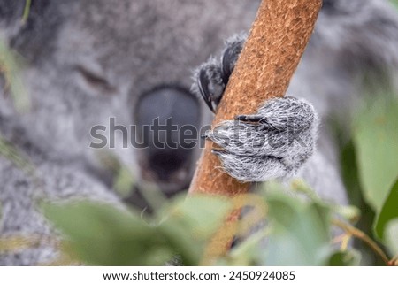 Similar – Image, Stock Photo Hand grips branch with thorns