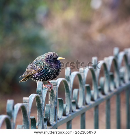 Juvenile male starling perched on a wrought iron fence. Defocussed bokeh background with space for text.