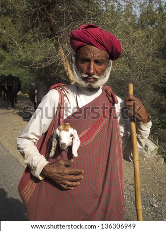 GHANERAO,  INDIA - MARCH 11: an unidentified old shepherd, wearing a red turban, is carrying a lamb during the summer transhumance, on March 11, 2013, in Ghanerao,India.