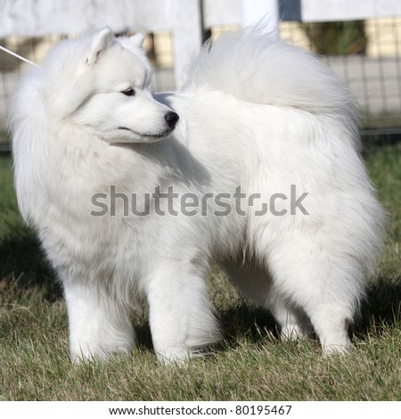 Close-up of a great Pyrenees dog.