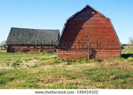 Two abandoned red barns in spring.  Situated in a grassy meadow