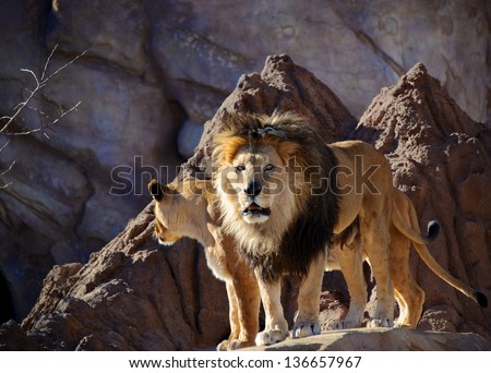 Lions morning roar