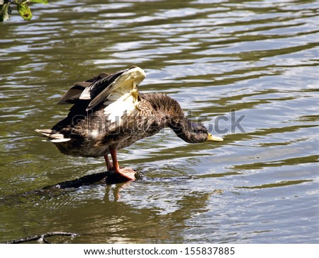 The angry duck attack his enemy on the lake.
