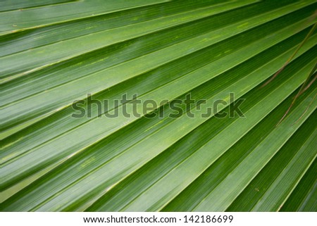 Lines abstract image of Green Palm leave