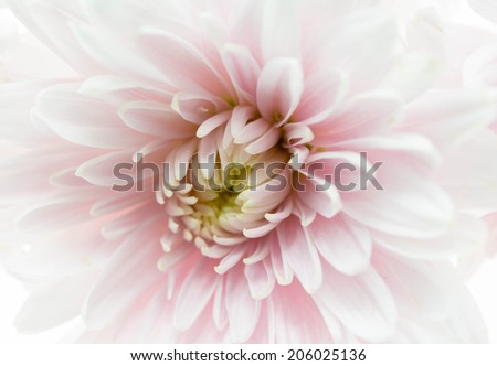 Pink Chrysanthemum Flower Isolated on White Background. Macro Closeup