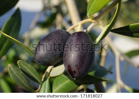 greek olives