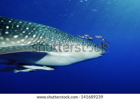 Portrait of a whale shark (rhincodon typus)