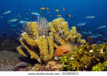 Underwater seascape with colorful tube sponges (Porifera), feather stars and a coral grouper (Cephalopholis miniata)