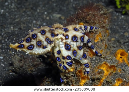 Blue ringed octopus (Hapalochlaena sp.) sitting on an orange sponge