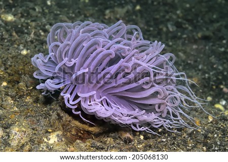 Pink tube anemone (Cerianthus membranaceus)