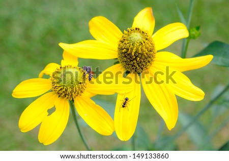 Yellow flower in tropical garden of Thailand