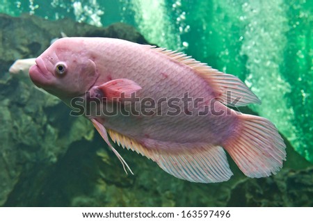 nile or tilapia fish in water tank