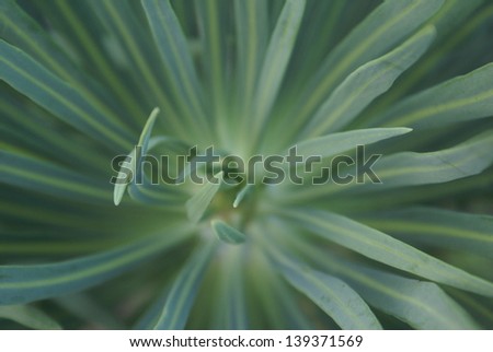 Closeup of plant in La Gomera, close to Tenerife