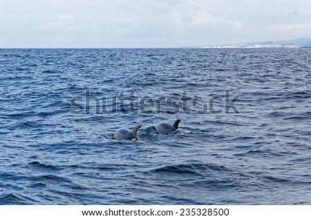 Dolphins in the ocean near the Vila Franca do Campo in Azores of Sao Miguel