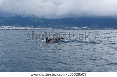 Dolphins in the ocean near the Vila Franca do Campo in Azores of Sao Miguel
