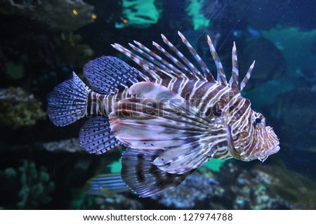 Lion fish in the water