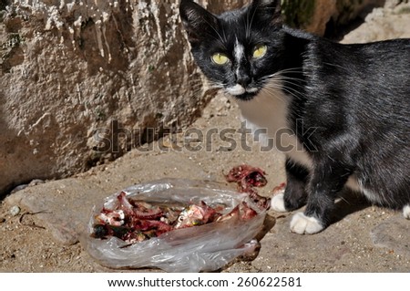 Cat eating meat on the street
