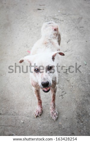 Scabies dog white fur feeling pain outdoor