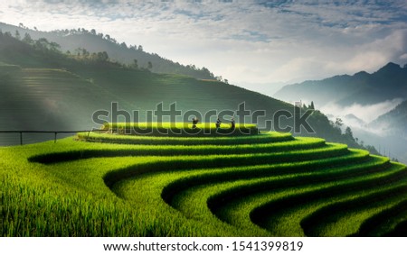 Similar – Image, Stock Photo terrace   field for  coultivation of rice